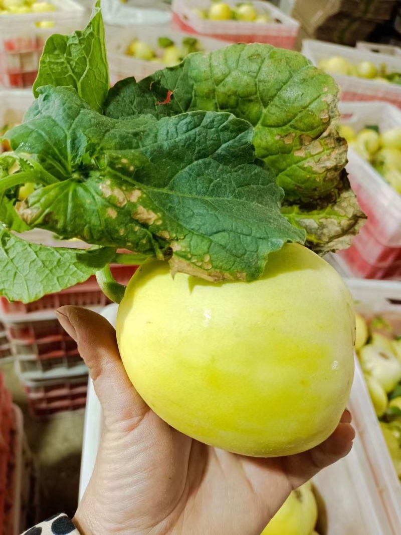 一件代发小蜜蜂甜瓜口感脆甜价格优势发往全国