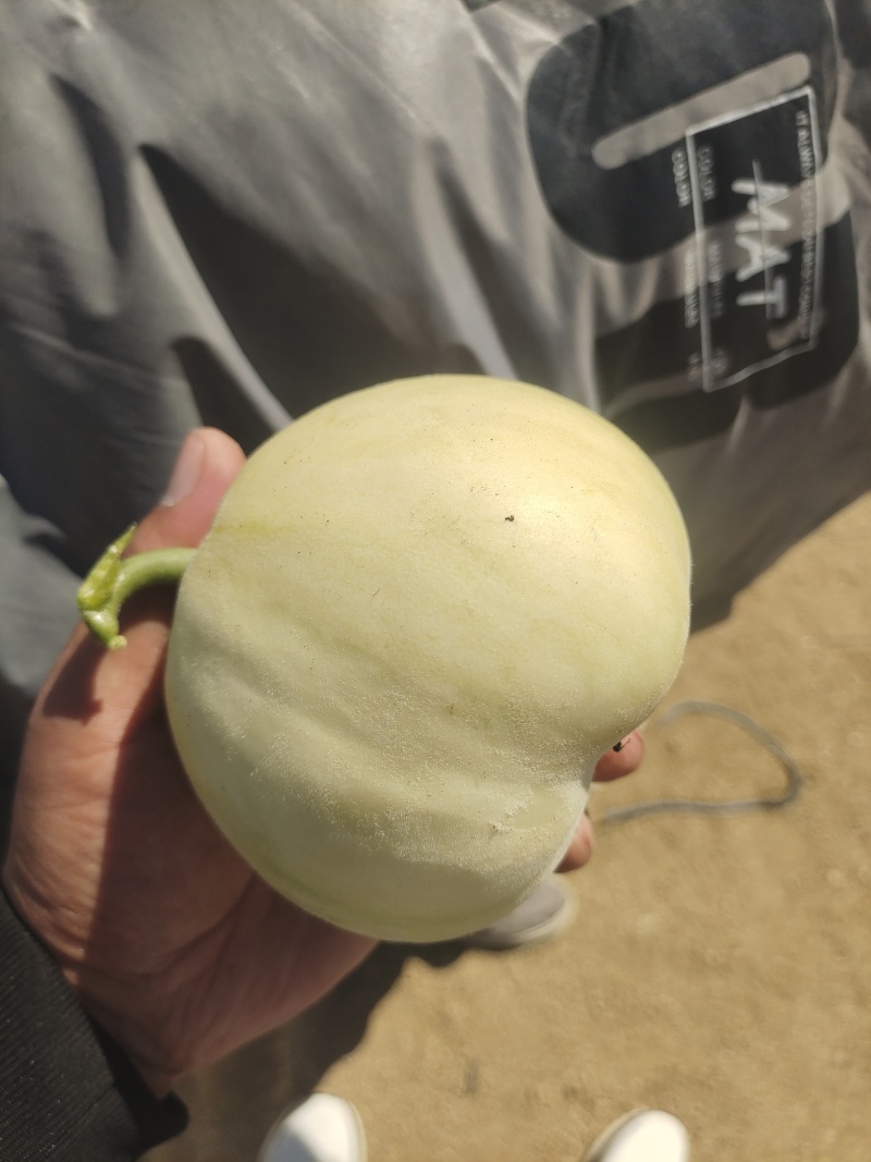 一件代发小蜜蜂甜瓜口感脆甜价格优势发往全国