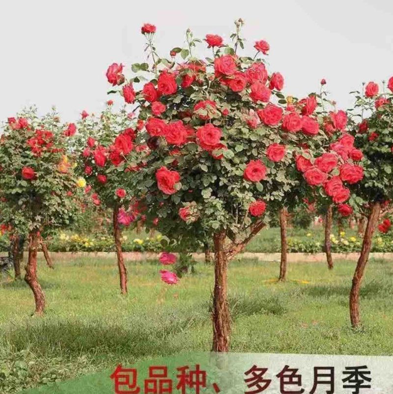 嫁接树状月季树形盆景大花树桩庭院载植浓香四季