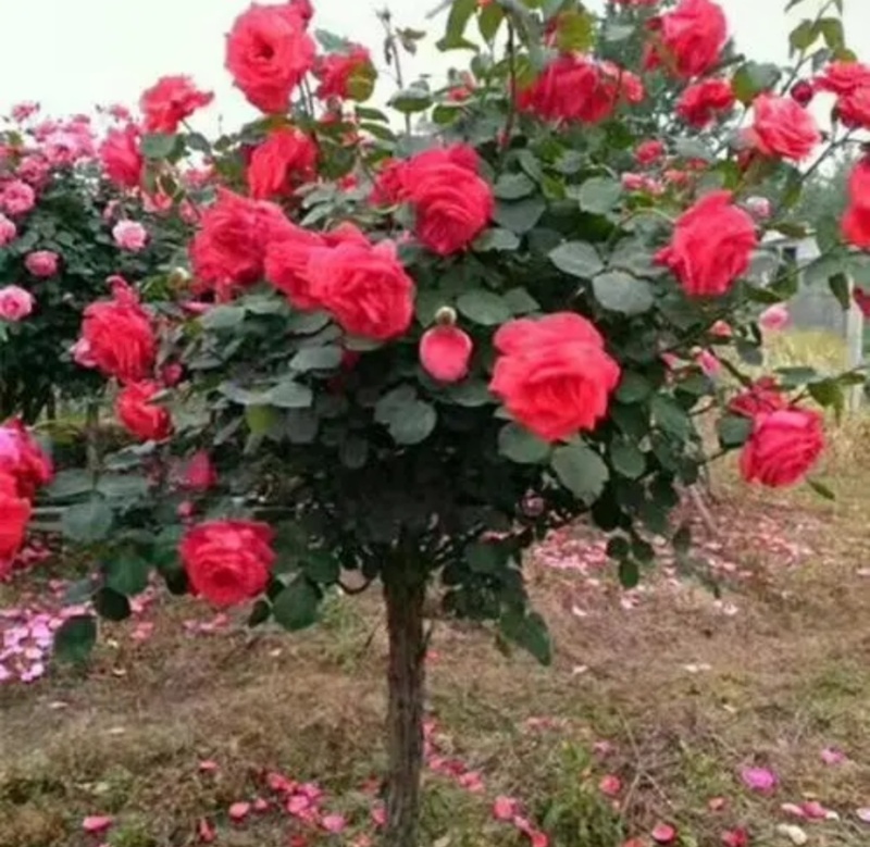 嫁接树状月季树形盆景大花树桩庭院载植浓香四季