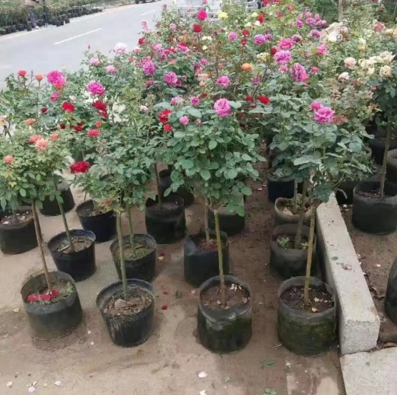 嫁接树状月季树形盆景大花树桩庭院载植浓香四季