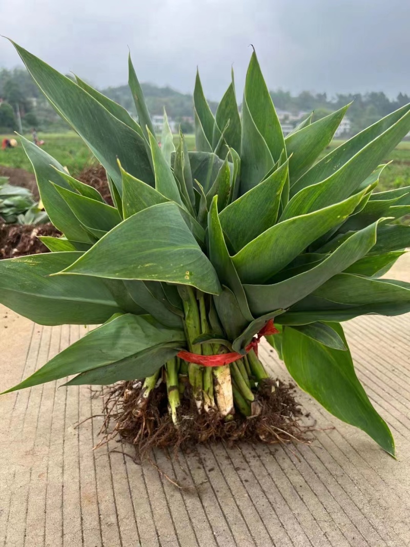 精品黄花美人蕉基地直供量大从优可视频货可承包施工