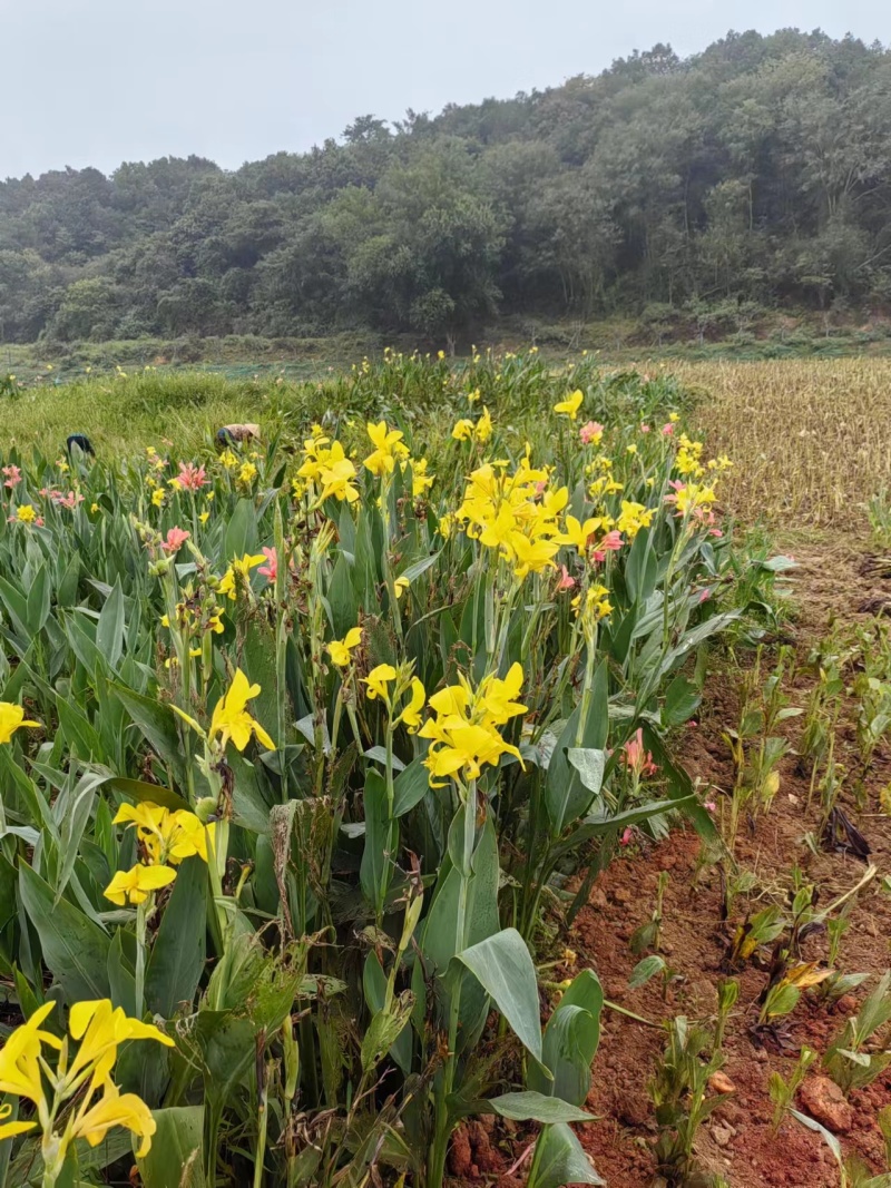 精品黄花美人蕉基地直供量大从优可视频货可承包施工