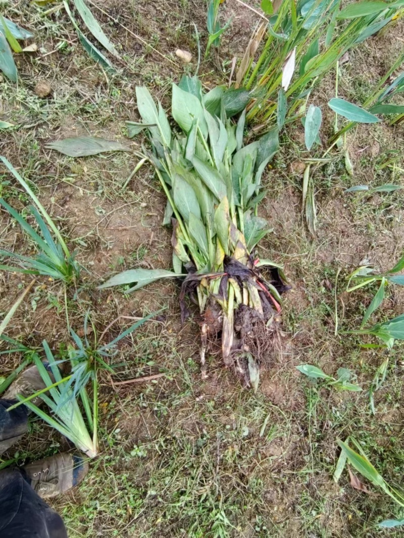 精品黄花美人蕉基地直供量大从优可视频货可承包施工