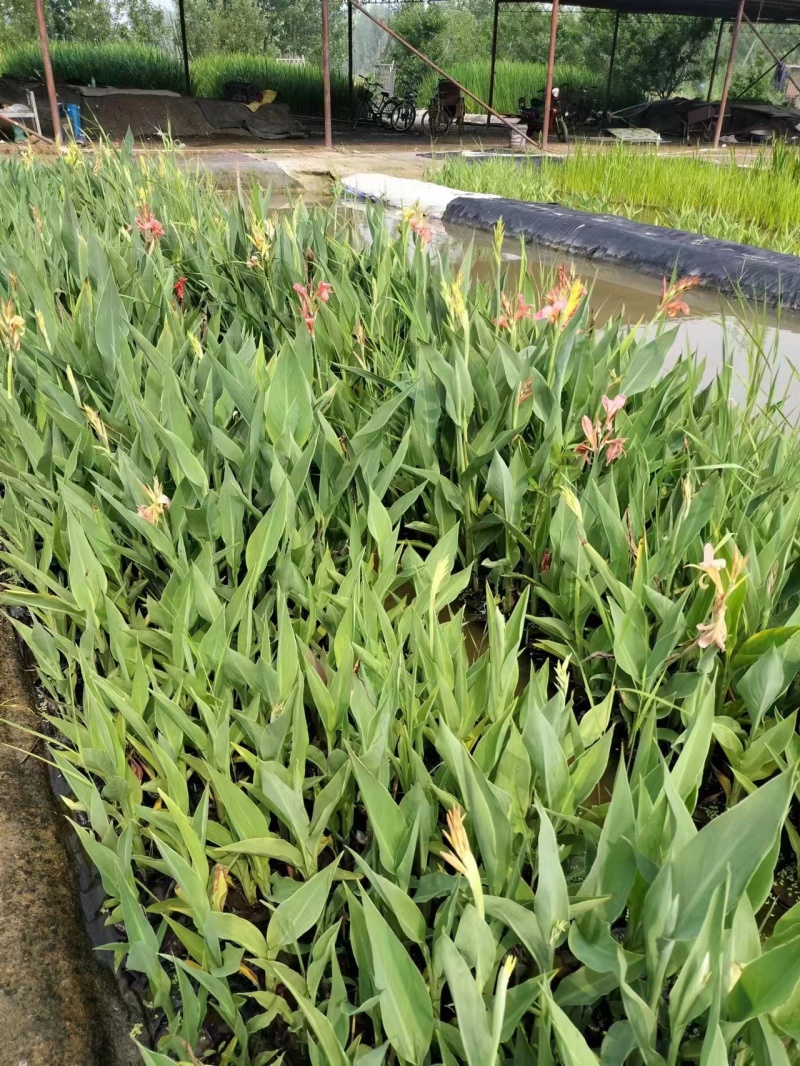 精品黄花美人蕉基地直供量大从优可视频货可承包施工