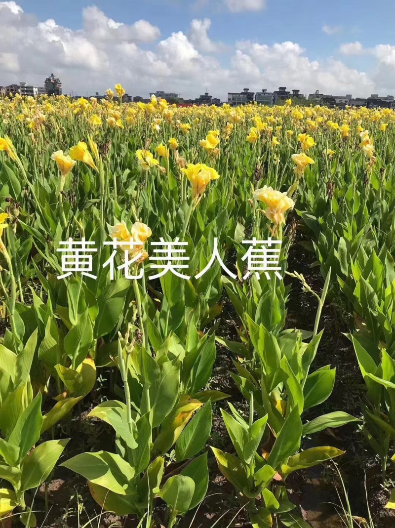 精品黄花美人蕉基地直供量大从优可视频货可承包施工