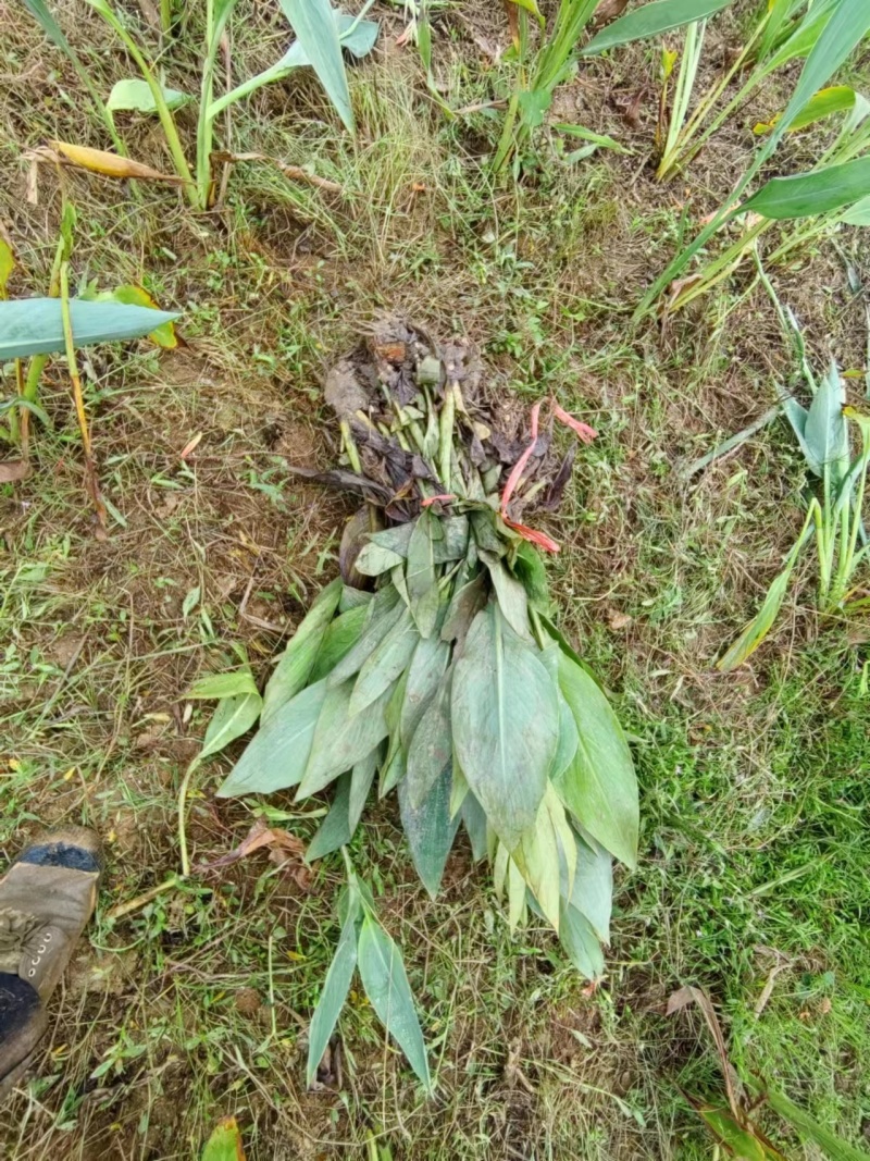 精品黄花美人蕉基地直供量大从优可视频货可承包施工