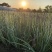 优选花叶玉蝉花包成活可承包施工价格实惠可视频看货