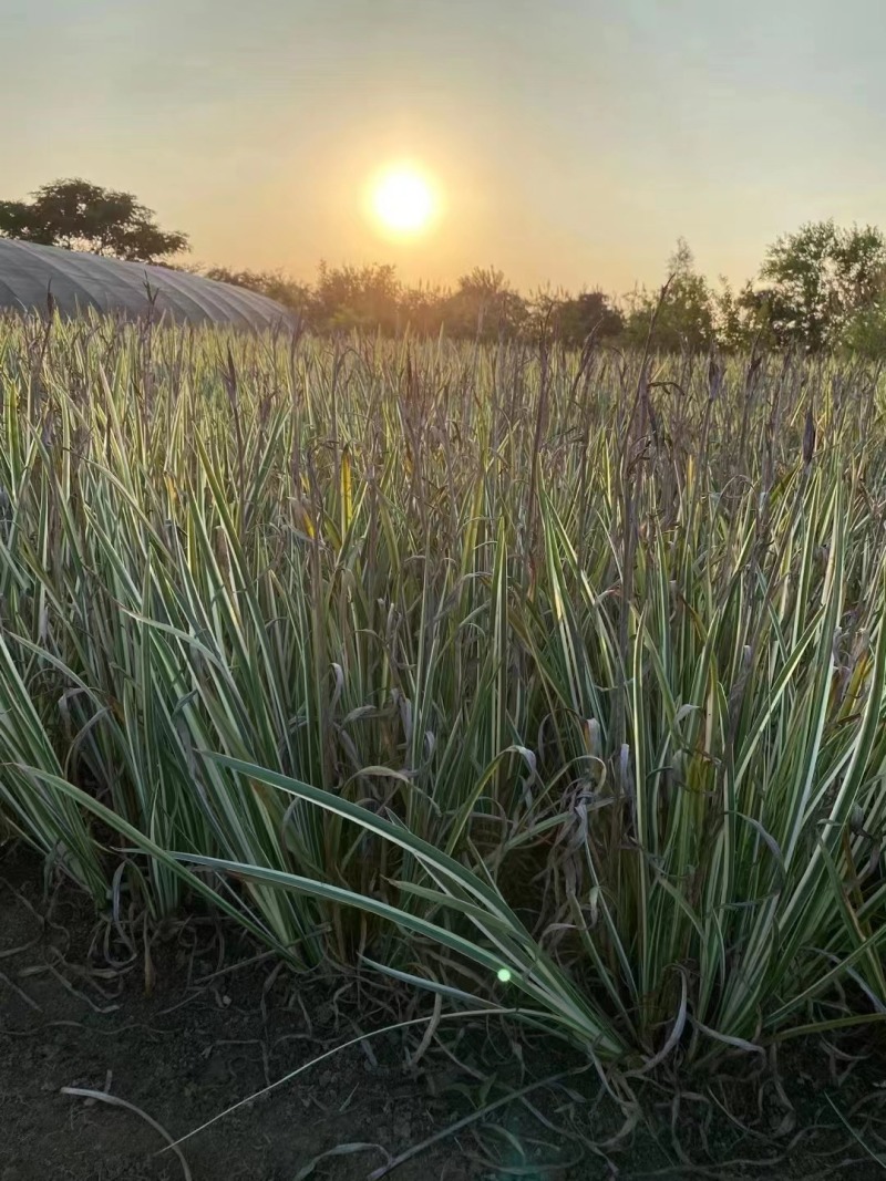 优选花叶玉蝉花包成活可承包施工价格实惠可视频看货