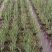优选花叶玉蝉花包成活可承包施工价格实惠可视频看货
