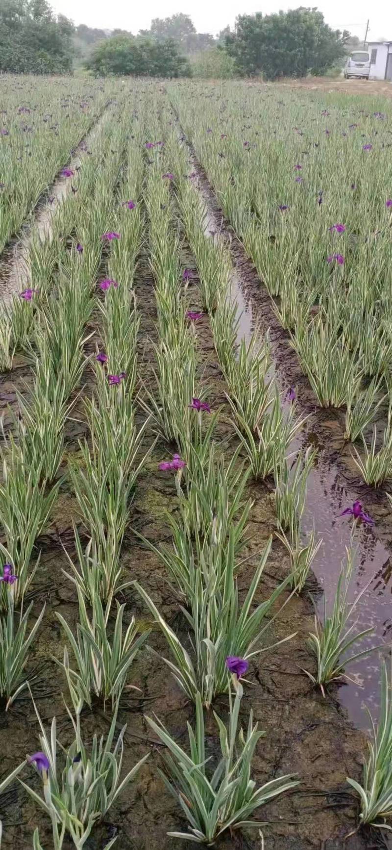 优选花叶玉蝉花包成活可承包施工价格实惠可视频看货