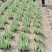 优选花叶玉蝉花包成活可承包施工价格实惠可视频看货