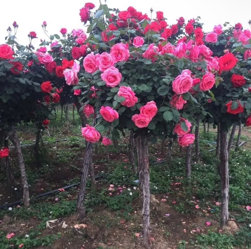 大花月季修剪与养护示意图