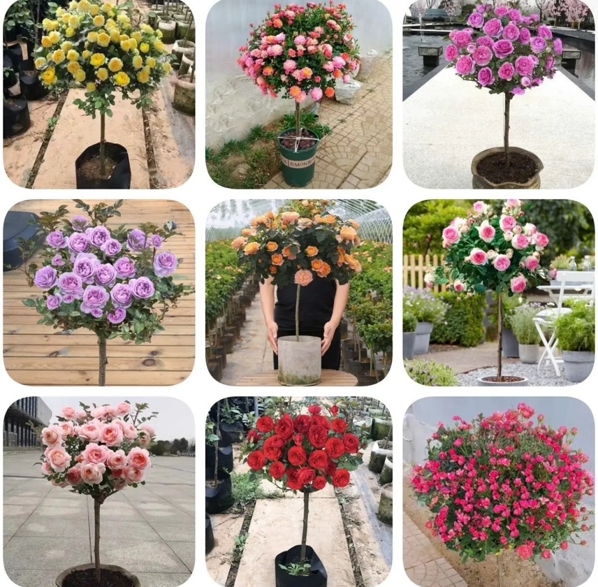 经典藤本月季品种图鉴