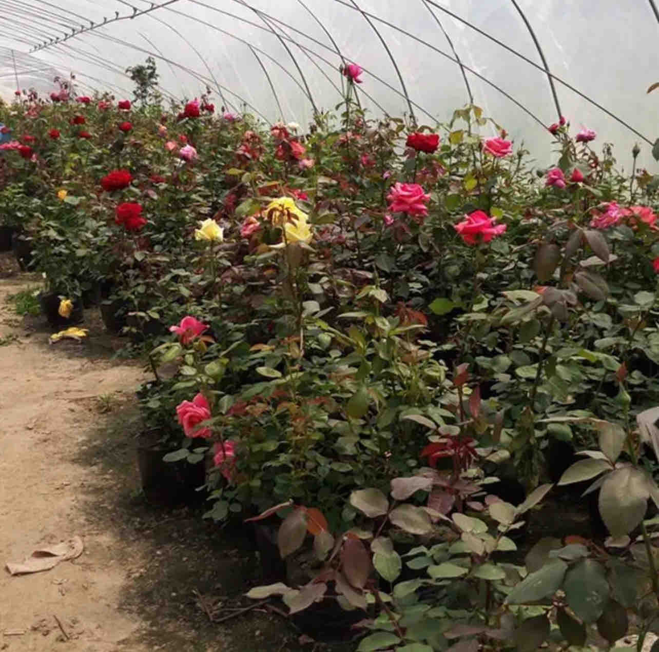 ‘艾莎’大花月季在电商直播间展示场景