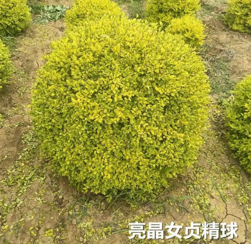 亮晶女贞塔，亮晶女贞球庭院绿化苗