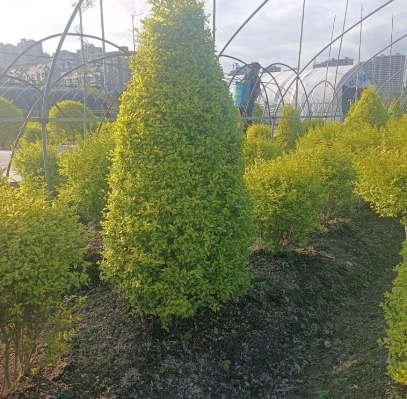 亮晶女贞塔，亮晶女贞球庭院绿化苗
