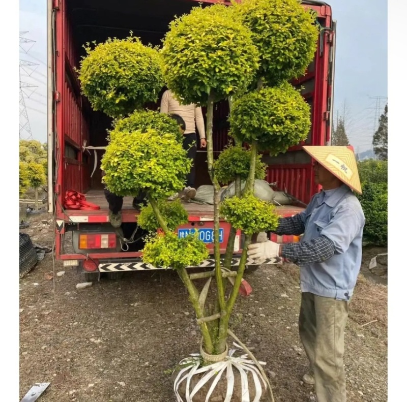 亮晶女贞塔，亮晶女贞球庭院绿化苗