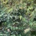 四季嘉宝果树苗基地直销规格齐全欢迎来电