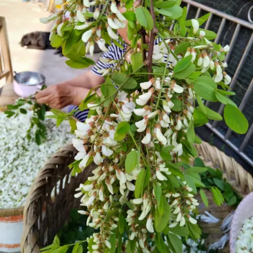 槐花