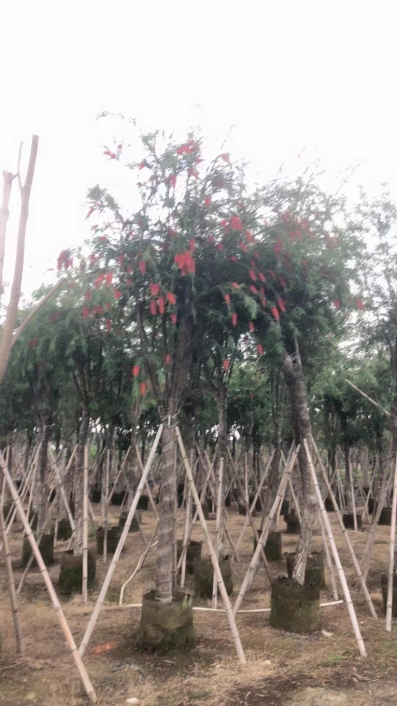 红千层（串钱柳）10～15公分基地直销规格齐全