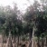 红千层（串钱柳）10～15公分基地直销规格齐全