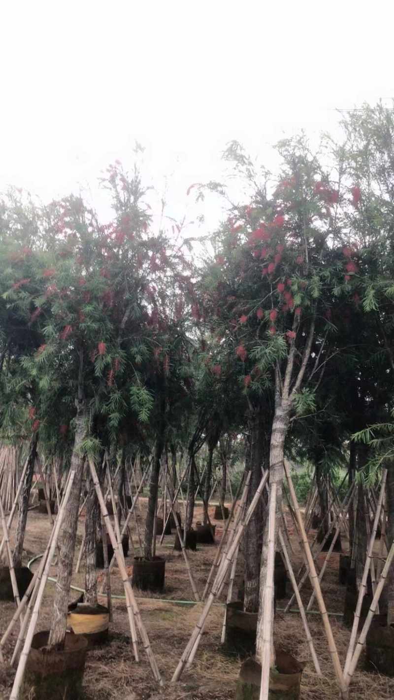红千层（串钱柳）10～15公分基地直销规格齐全