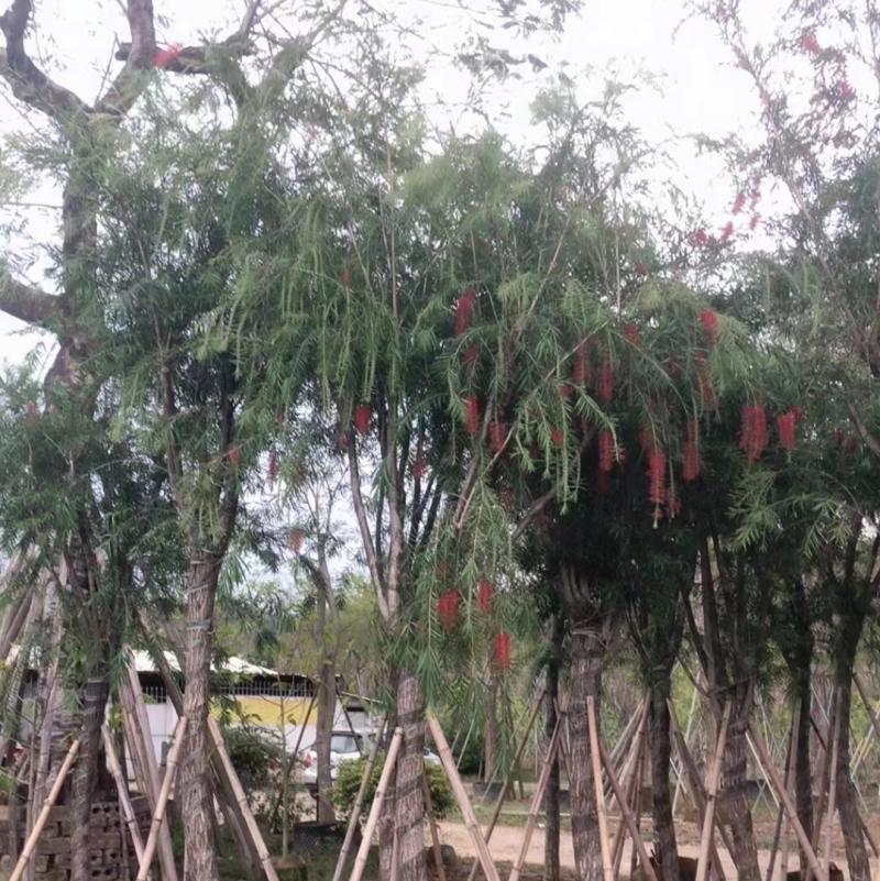 红千层（串钱柳）10～15公分基地直销规格齐全