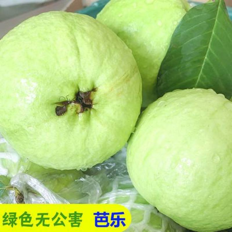 白心芭乐珍珠番石榴