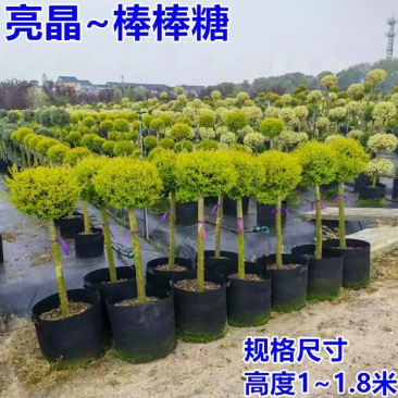 亮晶女贞棒棒糖花园阳台绿化植物盆景别墅庭院树苗