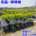 亮晶女贞棒棒糖花园阳台绿化植物盆景别墅庭院树苗