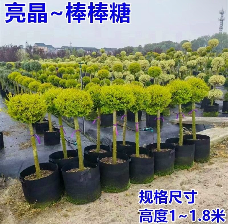 亮晶女贞棒棒糖花园阳台绿化植物盆景别墅庭院树苗