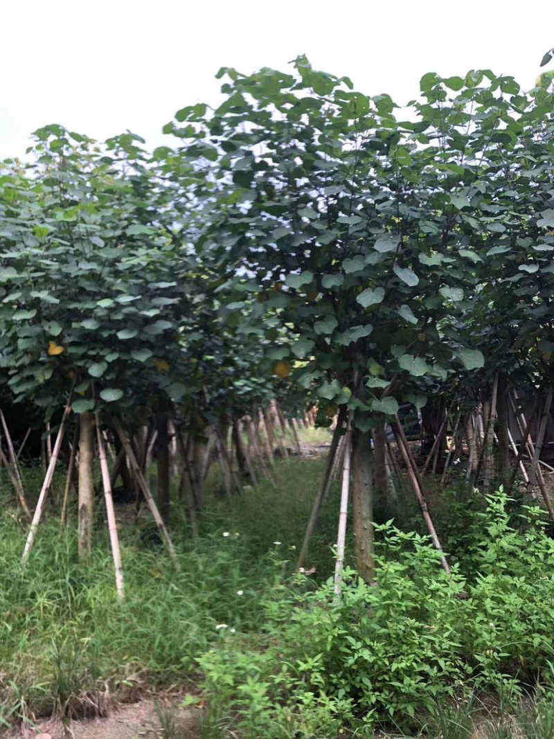 黄槿2～30公分基地直销规格齐全质量优欢迎来电咨询
