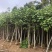 黄槿2～30公分基地直销规格齐全质量优欢迎来电咨询