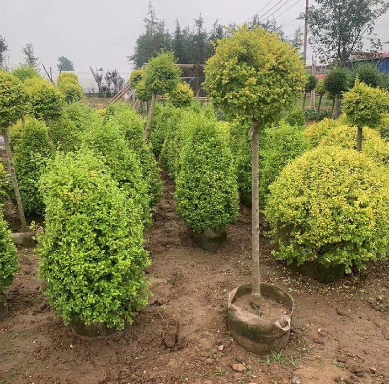 亮晶女贞棒棒糖花园阳台绿化植物盆景别墅庭院树苗