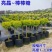 亮晶女贞棒棒糖花园阳台绿化植物盆景别墅庭院树苗