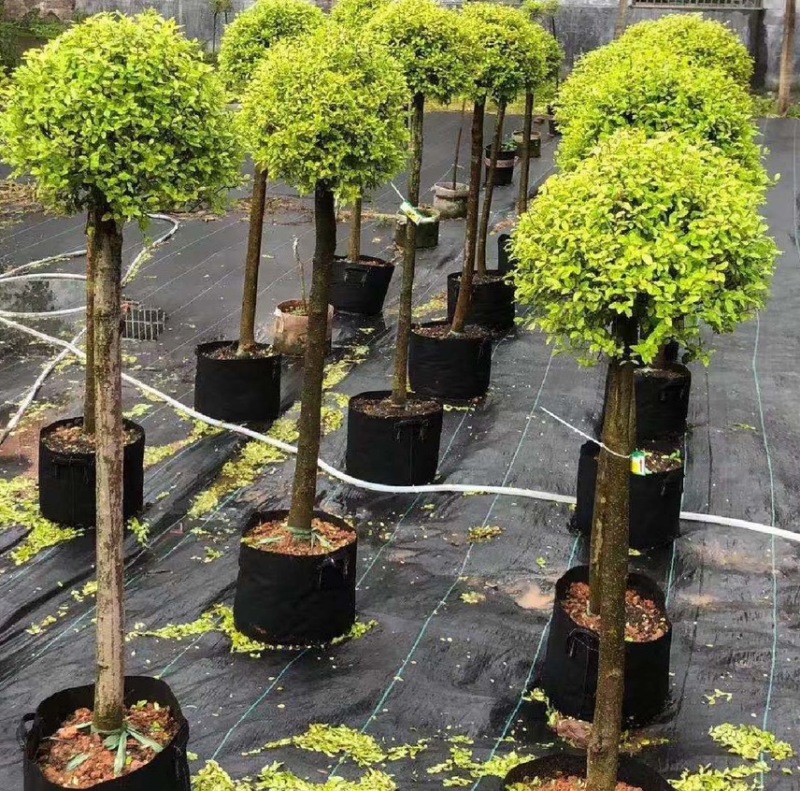 亮晶女贞棒棒糖花园阳台绿化植物盆景别墅庭院树苗