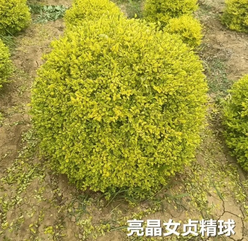 亮晶女贞棒棒糖花园阳台绿化植物盆景别墅庭院树苗