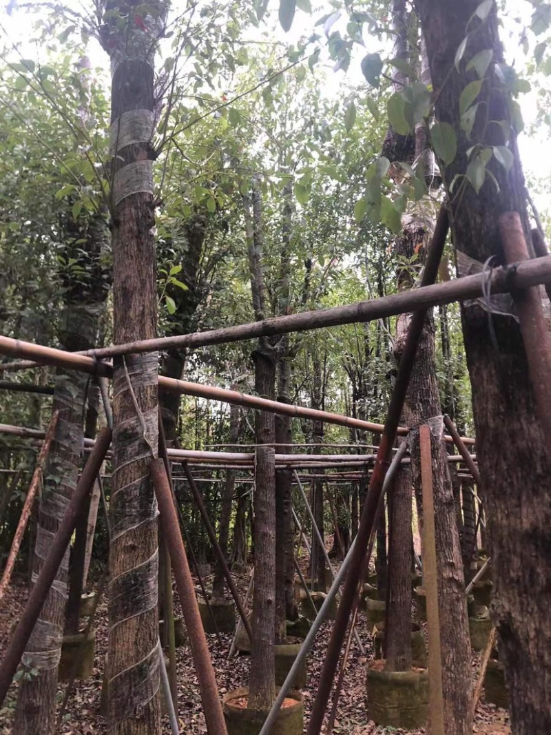 香樟12～52公分基地直销规格齐全欢迎来电咨询合作