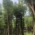 香樟12～52公分基地直销规格齐全欢迎来电咨询合作