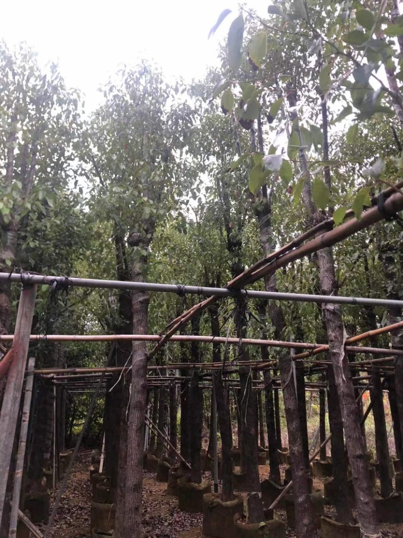 香樟12～52公分基地直销规格齐全欢迎来电咨询合作