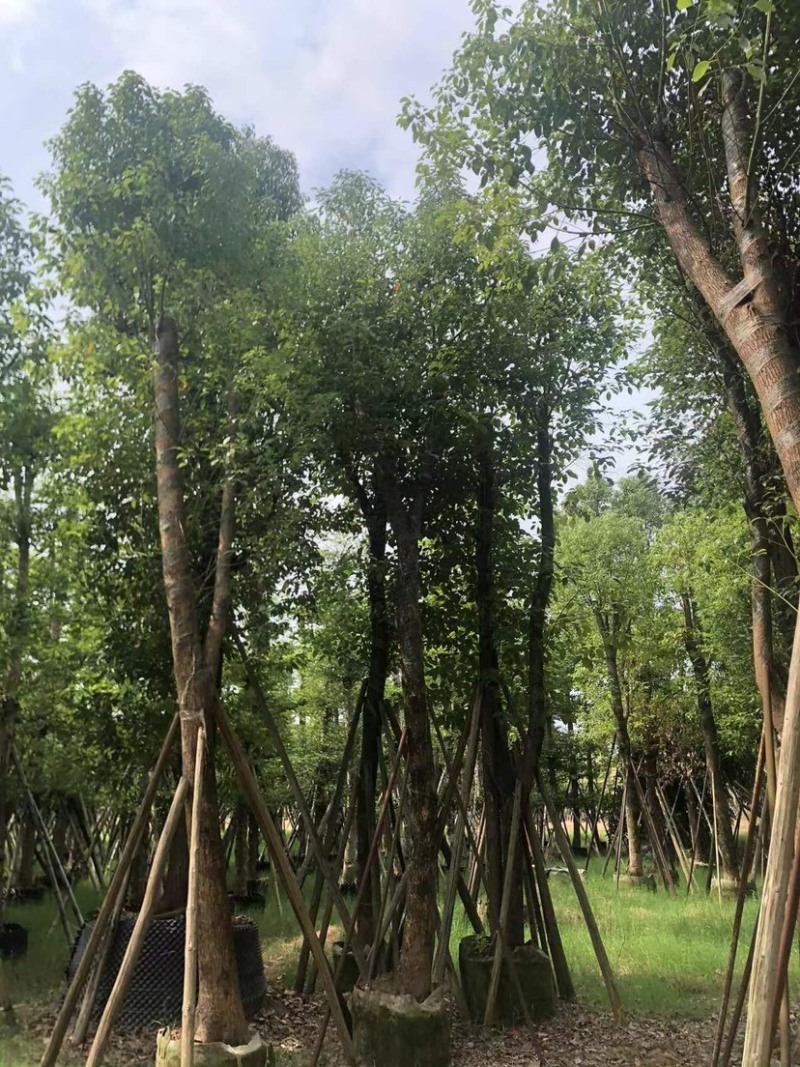香樟12～52公分基地直销规格齐全欢迎来电咨询合作
