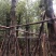 香樟12～52公分基地直销规格齐全欢迎来电咨询合作