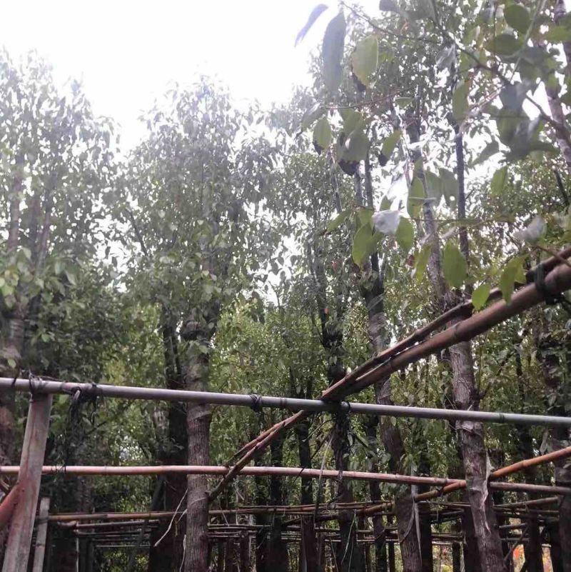 香樟12～52公分基地直销规格齐全欢迎来电咨询合作