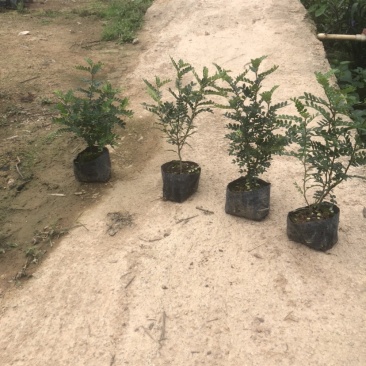 清香木袋苗盆栽基地直销质量优质欢迎来电咨询合作