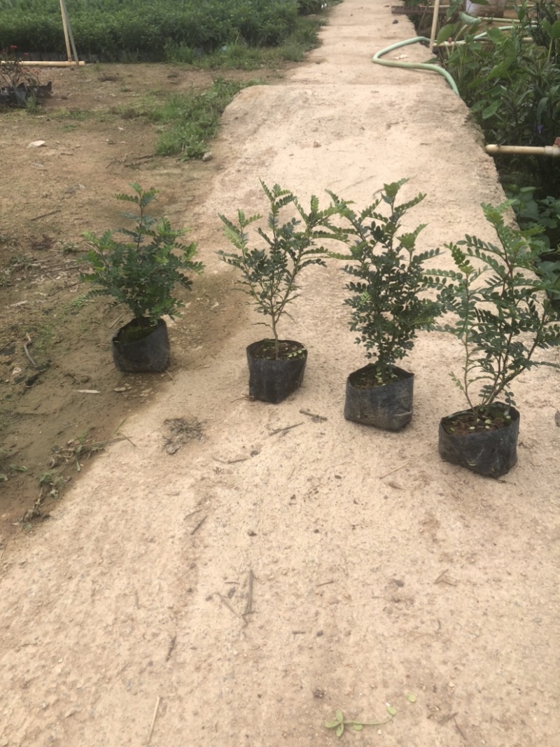 清香木袋苗盆栽基地直销质量优质欢迎来电咨询合作