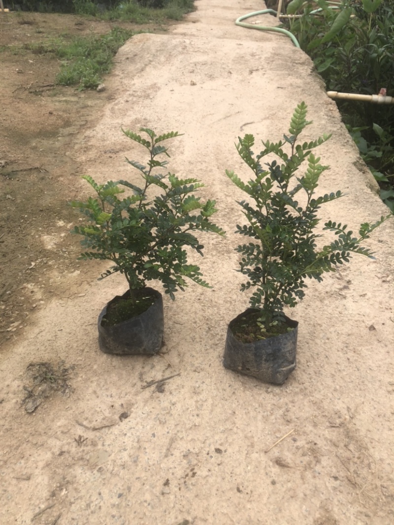 清香木袋苗盆栽基地直销质量优质欢迎来电咨询合作