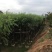 柳树（杨柳）5～15公分基地直销规格齐全欢迎来电咨询