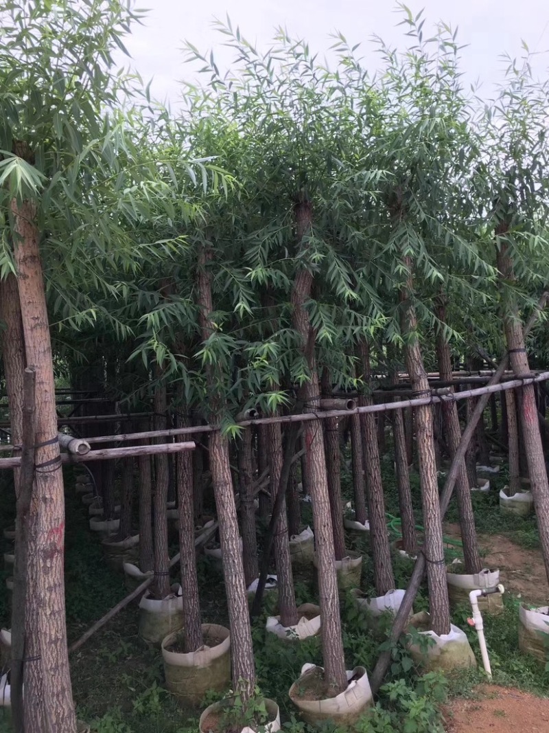 柳树（杨柳）5～15公分基地直销规格齐全欢迎来电咨询