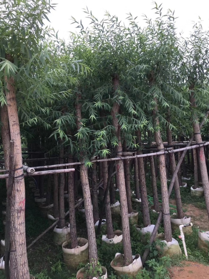 柳树（杨柳）5～15公分基地直销规格齐全欢迎来电咨询